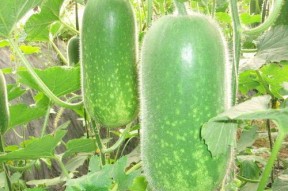 吃瓜网每日大赛 反差吃瓜爆